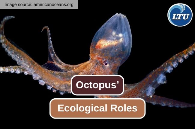 The Crucial Ecological Roles of Octopus’